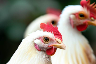 amber-chicken